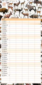 NOTIQUE Rodinný plánovací kalendár Animalium 2026, 30 x 30 cm