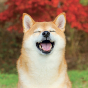 NOTIQUE Poznámkový kalendár Happy Doge 2027, 30 x 30 cm