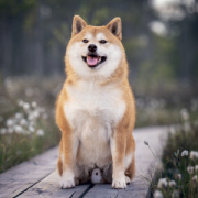 NOTIQUE Poznámkový kalendár Happy Doge 2027, 30 x 30 cm