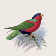 NOTIQUE Poznámkový kalendár Vtáčiky 2027, PLASTIC FREE, 30 x 30 cm