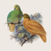 NOTIQUE Poznámkový kalendár Vtáčiky 2027, PLASTIC FREE, 30 x 30 cm