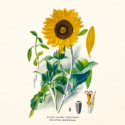 NOTIQUE Poznámkový kalendár Herbár Plastic FREE 2027, PLASTIC FREE, 30 x 30 cm