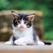 NOTIQUE Grid calendar Kittens 2027, 30 x 30 cm