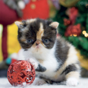 NOTIQUE Grid calendar Kittens 2027, 30 x 30 cm