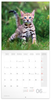 NOTIQUE Grid calendar Kittens 2027, 30 x 30 cm