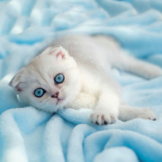NOTIQUE Grid calendar Kittens 2027, 30 x 30 cm
