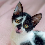 NOTIQUE Grid calendar Kittens 2027, 30 x 30 cm