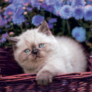 NOTIQUE Grid calendar Kittens 2027, 30 x 30 cm