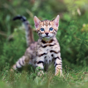 NOTIQUE Grid calendar Kittens 2027, 30 x 30 cm