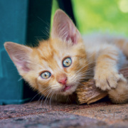 NOTIQUE Grid calendar Kittens 2027, 30 x 30 cm