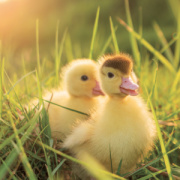 NOTIQUE Grid calendar Animal Cuties 2027, 30 x 30 cm