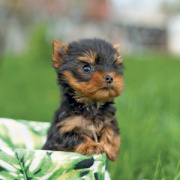 NOTIQUE Grid calendar Puppies 2027, 30 x 30 cm