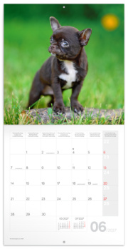 NOTIQUE Grid calendar Puppies 2027, 30 x 30 cm