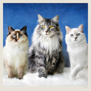 Kalendár Cats