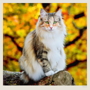 Kalendár Cats