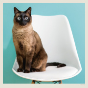 Kalendár Cats