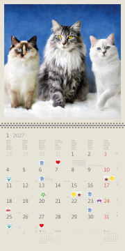Kalendár Cats