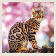 Kalendár Cats