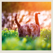 Kalendár Cats