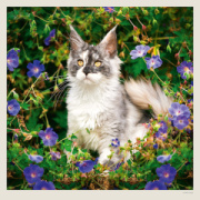 Kalendár Cats