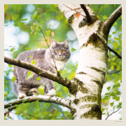 Kalendár Cats