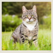 Kalendár Cats