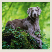 Kalendár Dogs