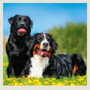 Kalendár Dogs