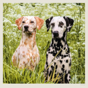 Kalendár Dogs