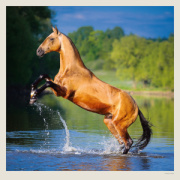Kalendár Horses