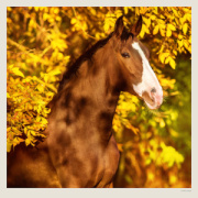 Kalendár Horses