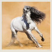 Kalendár Horses