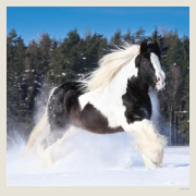 Kalendár Horses