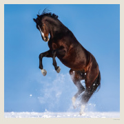 Kalendár Horses
