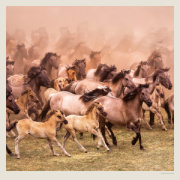 Kalendár Horses