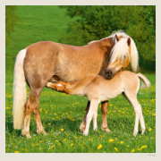 Kalendár Horses
