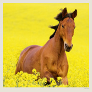 Kalendár Horses