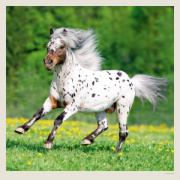 Kalendár Horses