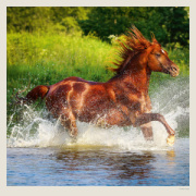 Kalendár Horses