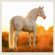 Kalendár Horses