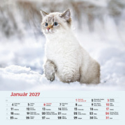 Nástenný kalendár Mačky 2027