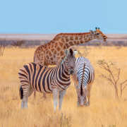 NOTIQUE Grid calendar Wild Animals 2027, 30 x 30 cm