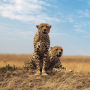 NOTIQUE Grid calendar Wild Animals 2027, 30 x 30 cm