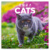 NOTIQUE Grid calendar Cats 2027, 30 x 30 cm