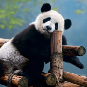 NOTIQUE Grid calendar Pandas 2027, 30 x 30 cm