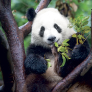 NOTIQUE Grid calendar Pandas 2027, 30 x 30 cm