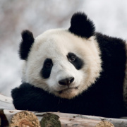 NOTIQUE Grid calendar Pandas 2027, 30 x 30 cm