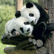 NOTIQUE Grid calendar Pandas 2027, 30 x 30 cm