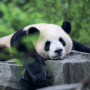 NOTIQUE Grid calendar Pandas 2027, 30 x 30 cm