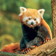 NOTIQUE Grid calendar Pandas 2027, 30 x 30 cm